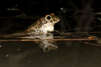 32855 Bufo viridis (Rospo smeraldino)